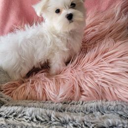Maltese, Maltipoo, and Poodle Puppies from Healing Pawz LLC