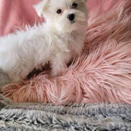 Maltese, Maltipoo, and Poodle Puppies from Healing Pawz LLC