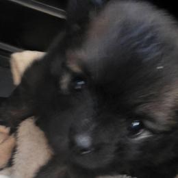 Nova Wolf - Blue sable female Pomeranian puppy in El Centro, California from BabyBooPoms
