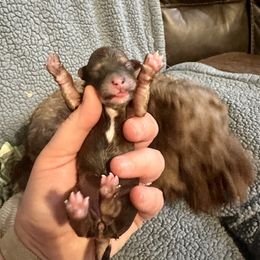 June - Red female Havanese puppy in Hawthorne, Florida from Havanese Acres