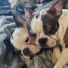 Boston Terriers from Cristi's Favorite Bostons