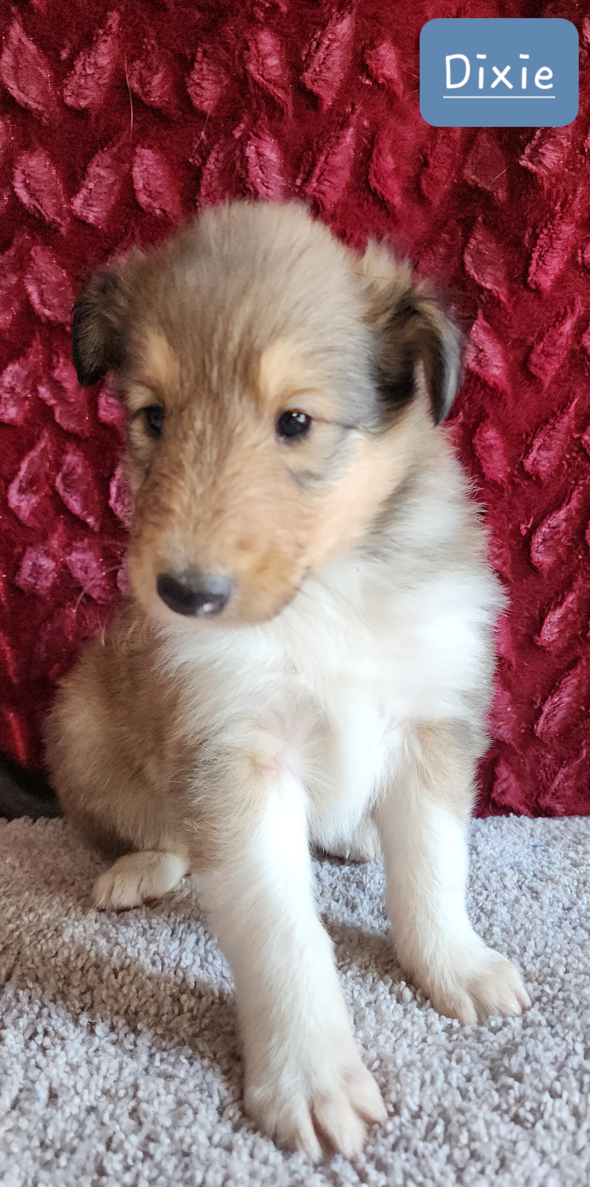 Collies from Deborah's Collies