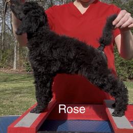 Rose girl - Blue female Poodle puppy in Tullahoma, Tennessee from Urban Hero Poodles