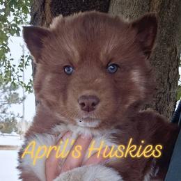 Yellow collar girl - Red and white female Siberian Husky puppy in Terre Haute, Indiana from April's Huskies