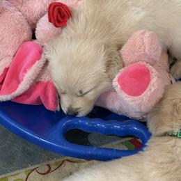 MALE- your puppy will be temperament matched to you - Light golden male Golden Retriever puppy in Yuba City, California from Family Loved Golden Retrievers