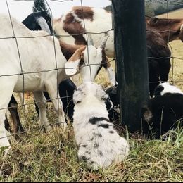 Australian Shepherd Puppies from KC Aussies TN