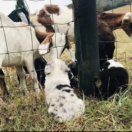Australian Shepherd Puppies from KC Aussies TN