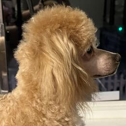 Winston - Poodle