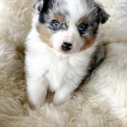 Aussiedoodle and Toy Australian Shepherd Puppies from Bar 4 Aussies