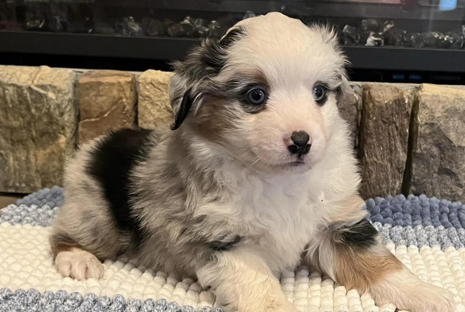 Shepperd Dogs Ranch Crocker Creek Ranch in Idaho | Miniature American Shepherd puppies ...