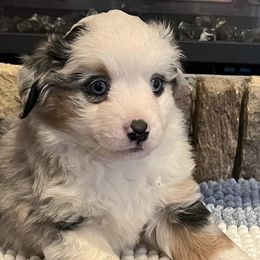 Miniature American Shepherds from Crocker Creek Ranch