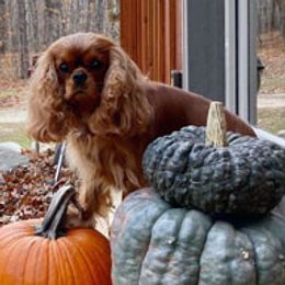 Cavalier King Charles Spaniels from Bellavita