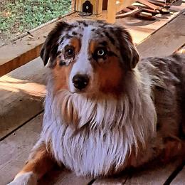 Miso - Australian Shepherd