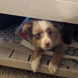 Miniature Australian Shepherd and Toy Australian Shepherd Puppies from Pleasant Grove Aussies