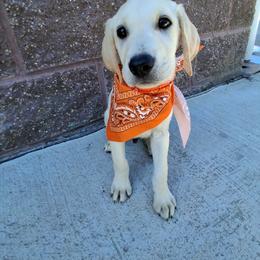 Boy 3 - Yellow male Labrador Retriever puppy in Potosi, Wisconsin from Point and Flush Gun Dogs