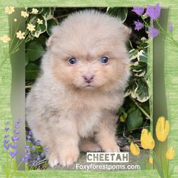 Cheetah - Chocolate merle female Pomeranian puppy in Eatonville, Washington from Foxy Forest Poms