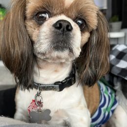Shih Tzus from TNT Shih Tzu 4 U