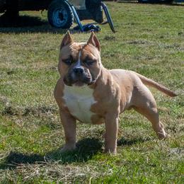 American Bully Puppies from Sky River Bullies