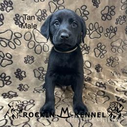 2nd Pick Male - Black male Labrador Retriever puppy in George West, Texas from Rockin M Kennel