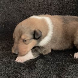 Wally - Sable and white male Collie puppy in Yulee, Florida from Three Collie Farm