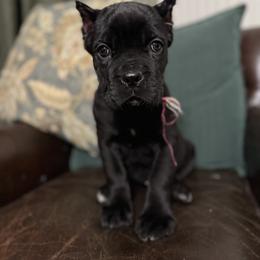 Hot pink - Black female Cane Corso puppy in Norwalk, California from Gaxx Corsos