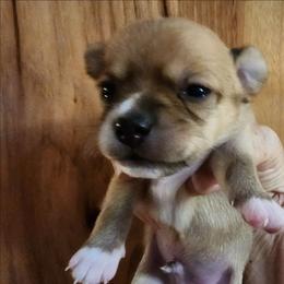 Coby - Fawn and white male Chihuahua puppy in Nc, Florida from Brusseluv2