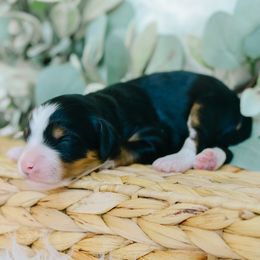 Girl 2 - Tri-color female Bernedoodle puppy in Spanish Fork, Utah from K Brand Doodles
