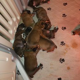 Boxer Puppies from SmashBox Kennel