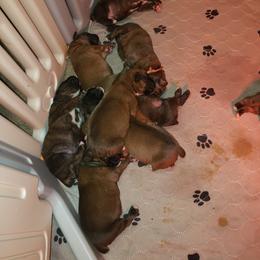Boxer Puppies from SmashBox Kennel