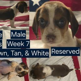 Archie Blue Male - Brown white and tan male Beagle puppy in Bemidji, Minnesota from Nse Farms Beagles