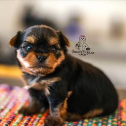 Yorkshire Terrier Puppies from Essence of Grace Yorkies