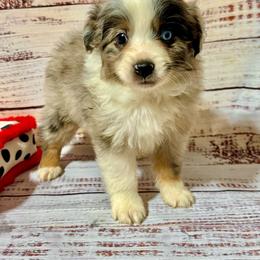 Blue Merle male - Blue merle male Toy Australian Shepherd puppy in Lemon Cove, California from Magic Ranch Mini Aussies