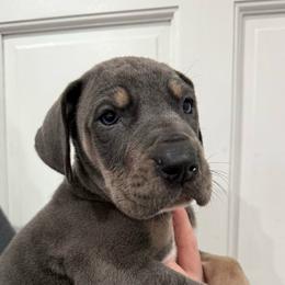 Lainey Wilson - Blue female Great Dane puppy in Florida from Beachside Kennels