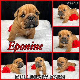 Bulldog Puppies from Bullberry Farm