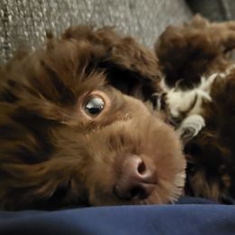 Poodle Puppies from South Dakota Poodles