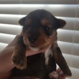 Macon - Black and tan male Yorkshire Terrier puppy in San Angelo, Texas from Eleventyseven Yorkies
