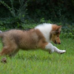 Collie Puppies from 'Twas Collies