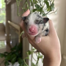 Miniature Australian Shepherd and Toy Australian Shepherd Puppies from Hailey's Miniature Australian Shepherds