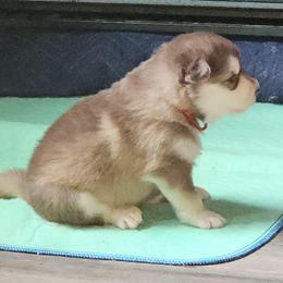 HEX,  red collar - Red and white female Alaskan Malamute puppy in Grayson County, Virginia from River Bend Malamutes