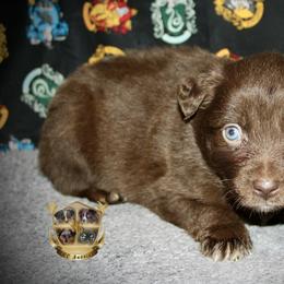 Carolina - Red & white female Australian Shepherd puppy in El Dorado Springs, Missouri from HP Aussie Kennels