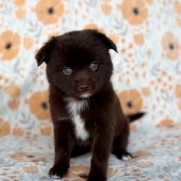 Lily - Red & white female Toy Australian Shepherd puppy in Liberty Hill, Texas from Pistol Paws Aussies