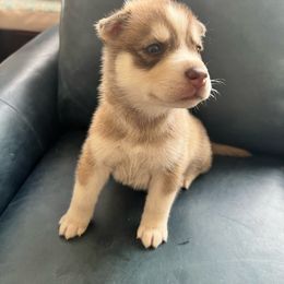 Bowser - Brown and white Siberian Husky puppy in California from Lomas Huskies