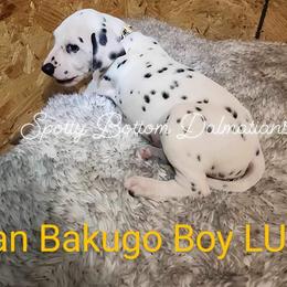 Dalmatian Puppies from Spotty Bottom Dalmatians