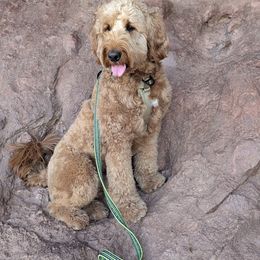 Bernedoodle and Goldendoodle All Grown Up from Kimberlee’s Kennels