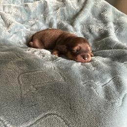 Girl 3 - Cream female Dachshund puppy in Wolf Lake, Indiana from Canisteo Dachshunds