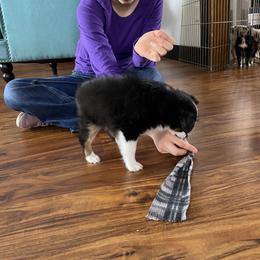 Miniature Australian Shepherd and Toy Australian Shepherd Puppies from Sunset Hill Mini & Toy Aussies
