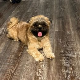 Niko - Shih Tzu