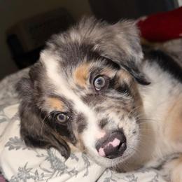 Orion - Blue merle male Australian Shepherd puppy in Friendswood, Texas from 3M Australian Sheperds