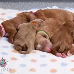Australian Labradoodle Puppies from Colorado Mountain Labradoodles