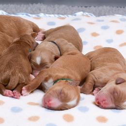 Australian Labradoodle Puppies from Colorado Mountain Labradoodles
